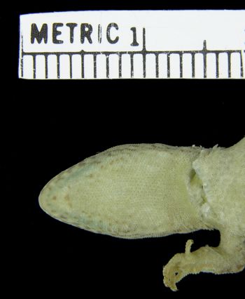 Media type: image;   Herpetology R-37393